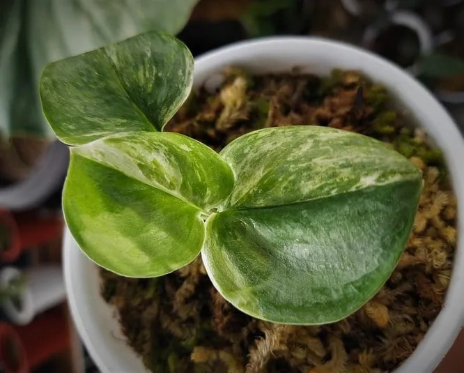 Сциндапсус «екзотика» (Scindapsus Exotica)