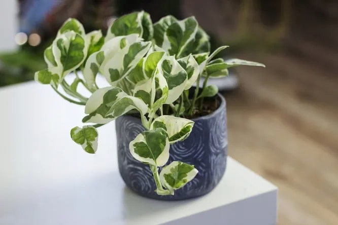 Сциндапсус «енджой» (Epipremnum N’ Joy)