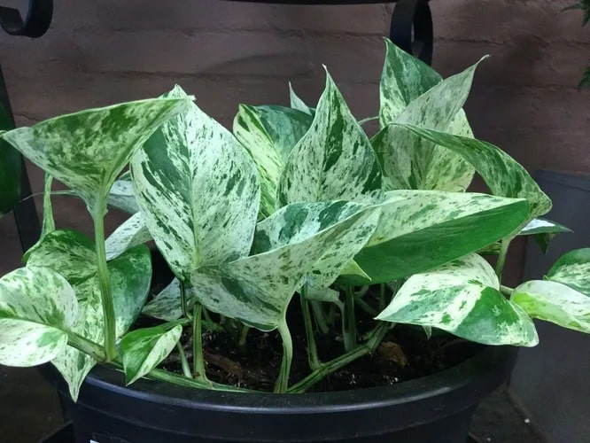 Сциндапсус «марбл квін» (Epipremnum Marble Queen)