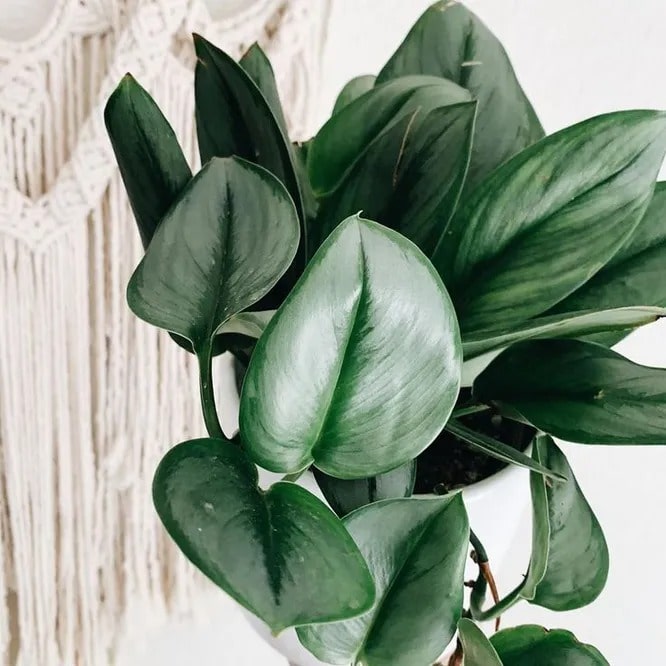 Сциндапсус «мунлайт» (Scindapsus Moonlight)