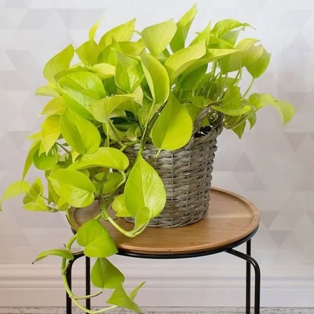 Сциндапсус «неон» (Epipremnum Neon)