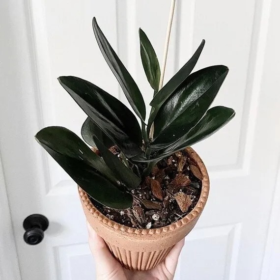 Сциндапсус «требі дарк форм» (Scindapsus Treubii Dark Form)