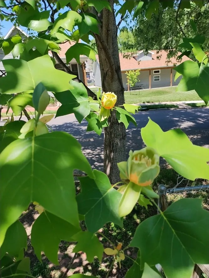 Тюльпанове дерево