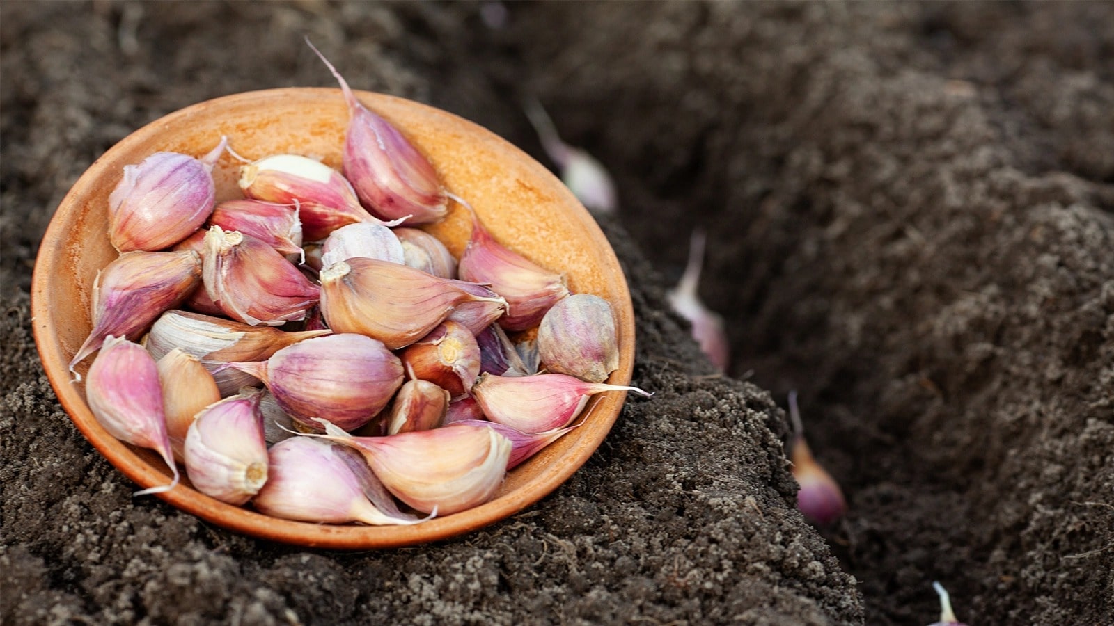 Ви посадили часник у листопаді — а навесні отримаєте гниль. 3 ознаки, що ви вибрали НЕ той сорт для вашого регіону.