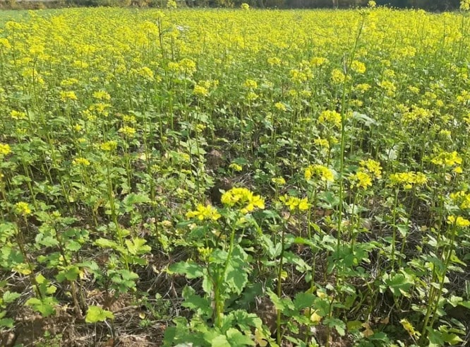 Вирощування сидератів