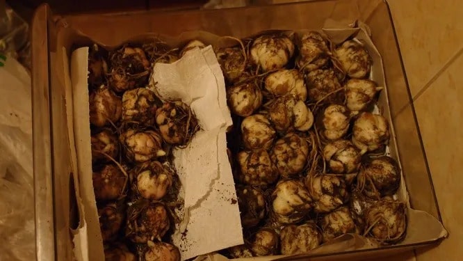 Як і де зберігати цибулини лілій