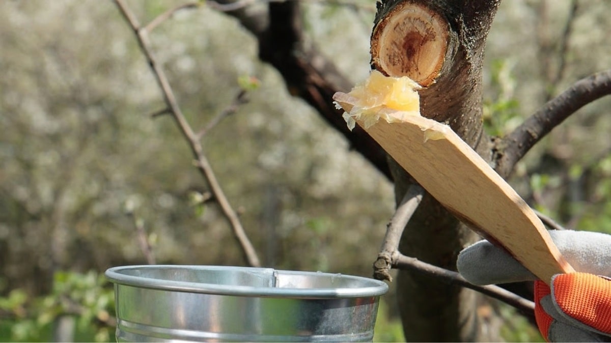 Як користуватися садовим варом для обробки дерев і чагарників після обрізки.