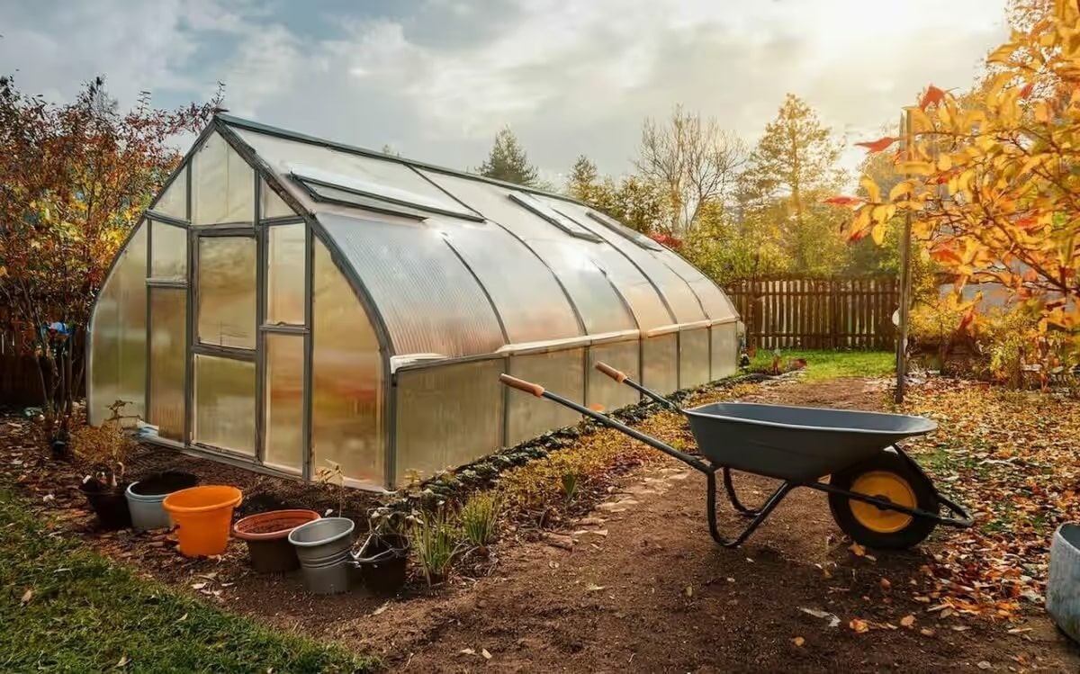 Як правильно прибрати теплицю в листопаді: від помідорів до профілактики хвороб.