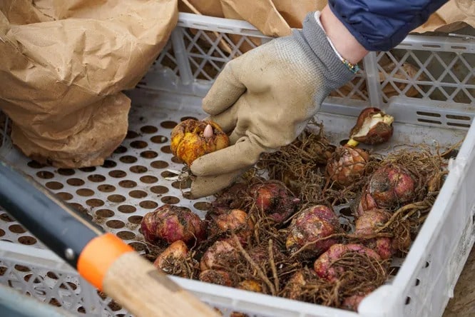 Як викопувати лілії та готувати їх до зберігання