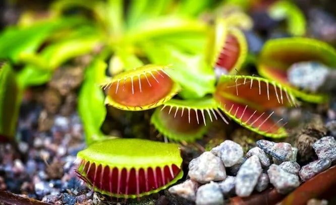 Як виростити венерину мухоловку в домашніх умовах