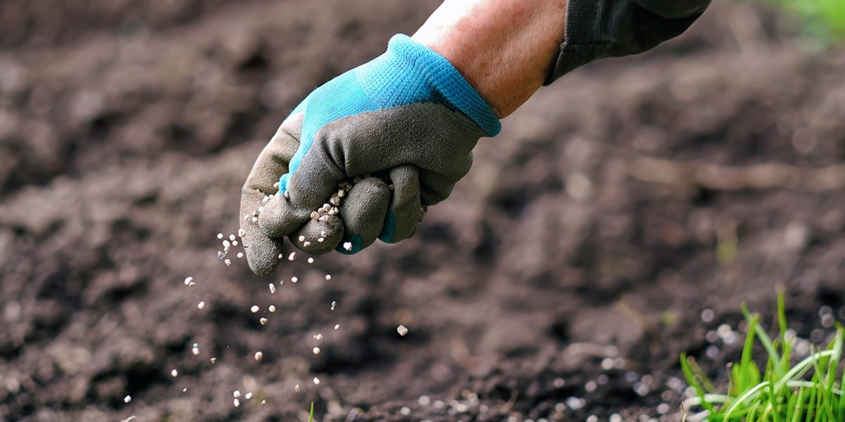 Запорука майбутнього врожаю: чим удобрити землю восени, якщо немає гною.