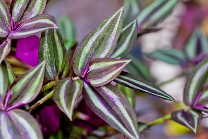 Зеброподібна