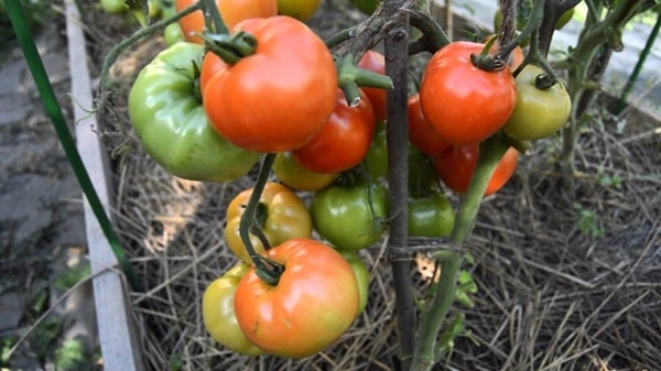 Білий налив 241