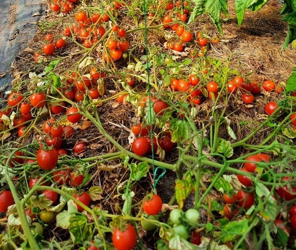 Корейський сланкий