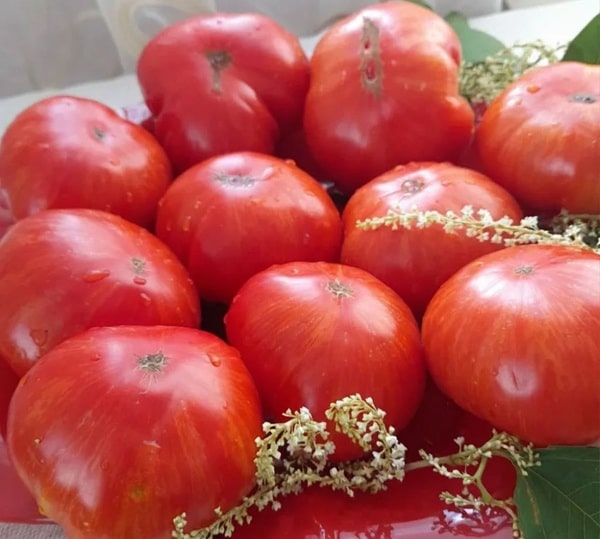 Японський сланкий