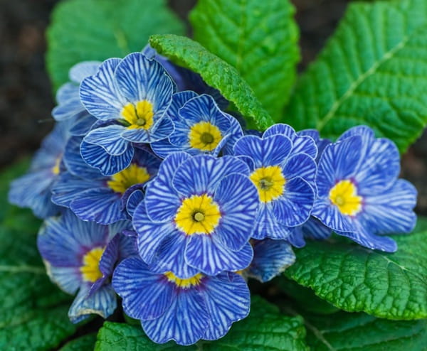 Примула безстебельна &laquo;Блю Зебра&raquo; (Primula acaulis &lsquo;Blue Zebra&rsquo;)