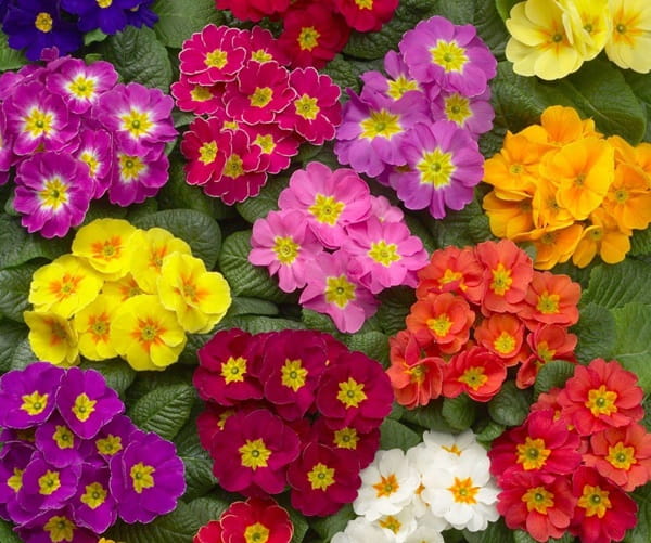 Примула безстебельна &laquo;Данова&raquo; (Primula acaulis &lsquo;Danova&rsquo;)
