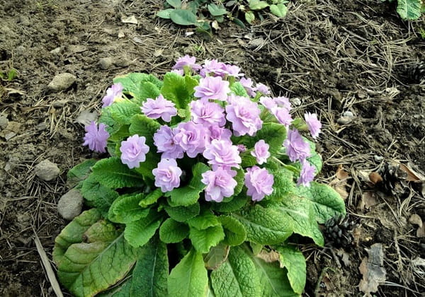 Примула безстеблова &laquo;Примлет&raquo; (Primula acaulis &lsquo;Primlet&rsquo;)