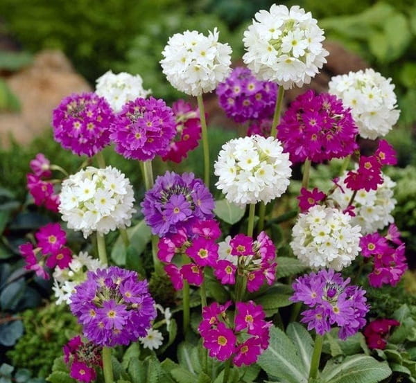 Примула дрібнозубчаста &laquo;Конфетті&raquo; (Primula denticulata &lsquo;Confetti&rsquo;)