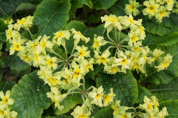 Примула поліантова &laquo;Франческа&raquo; (Primula x polyantha &lsquo;Francesca&rsquo;)