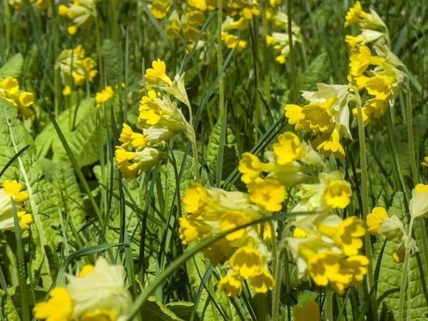 Примула весняна &laquo;Кабрілло&raquo; (Primula veris &lsquo;Cabrillo&rsquo;)