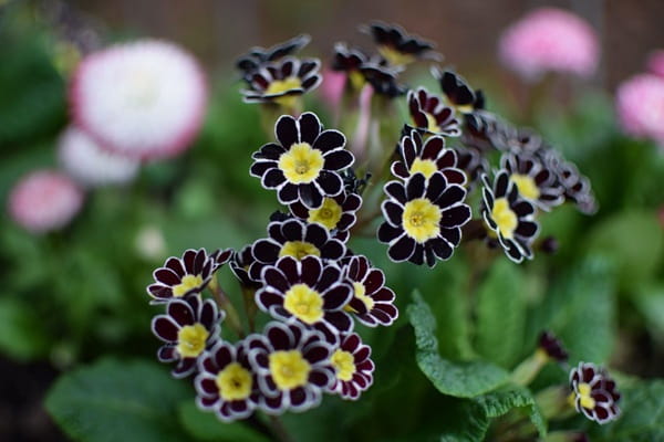 Примула висока &laquo;Голд Лейс&raquo; (Primula elatior &lsquo;Gold Lace&rsquo;)