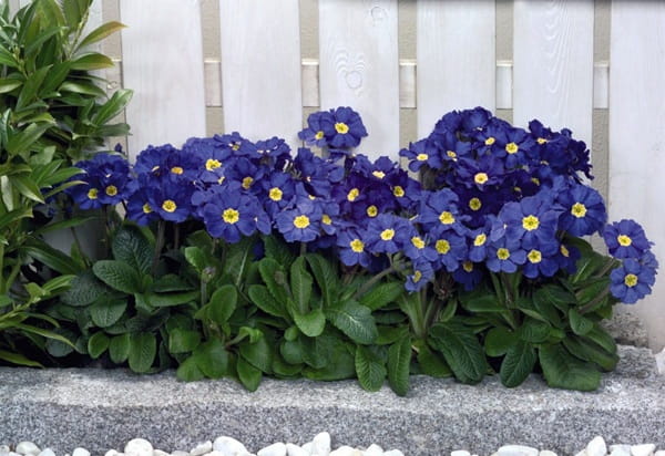 Примула висока &laquo;Крещендо&raquo; (Primula elatior &lsquo;Crescendo&rsquo;)