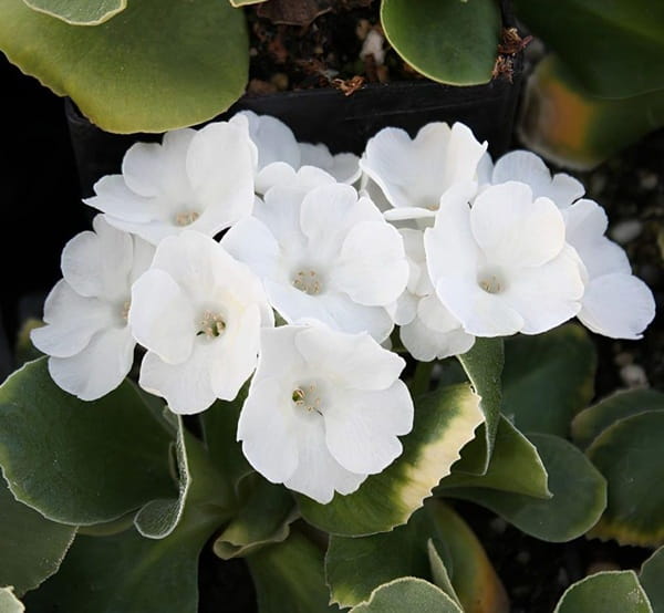 Примула Юлії &laquo;Сноу Уайт&raquo; (Primula juliae &lsquo;Snow White&rsquo;)